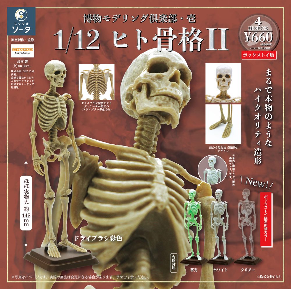 博物モデリング倶楽部・壱 1/12 ヒト骨格II (Natural History Modeling Club 1 1/12 Human Skeleton II)