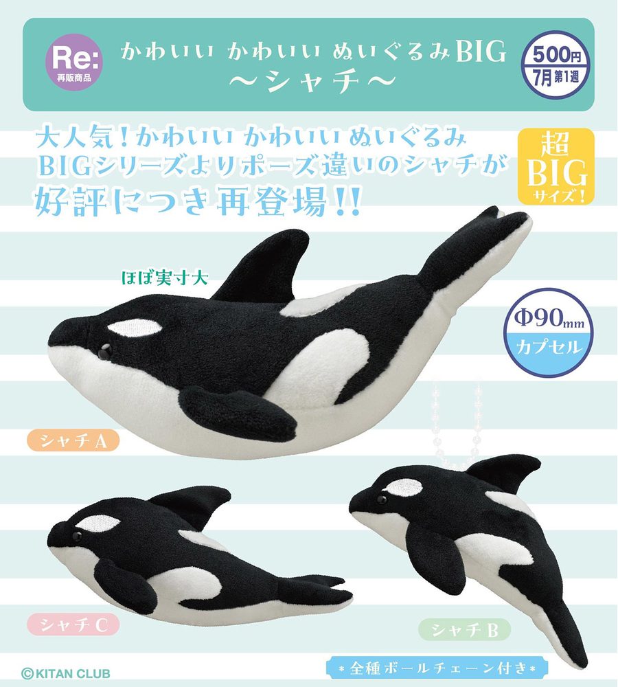 500円カプセル かわいい かわいい ぬいぐるみ BIG -シャチ- (Kawaii Kawaii Plush Big -Killer Whale-)