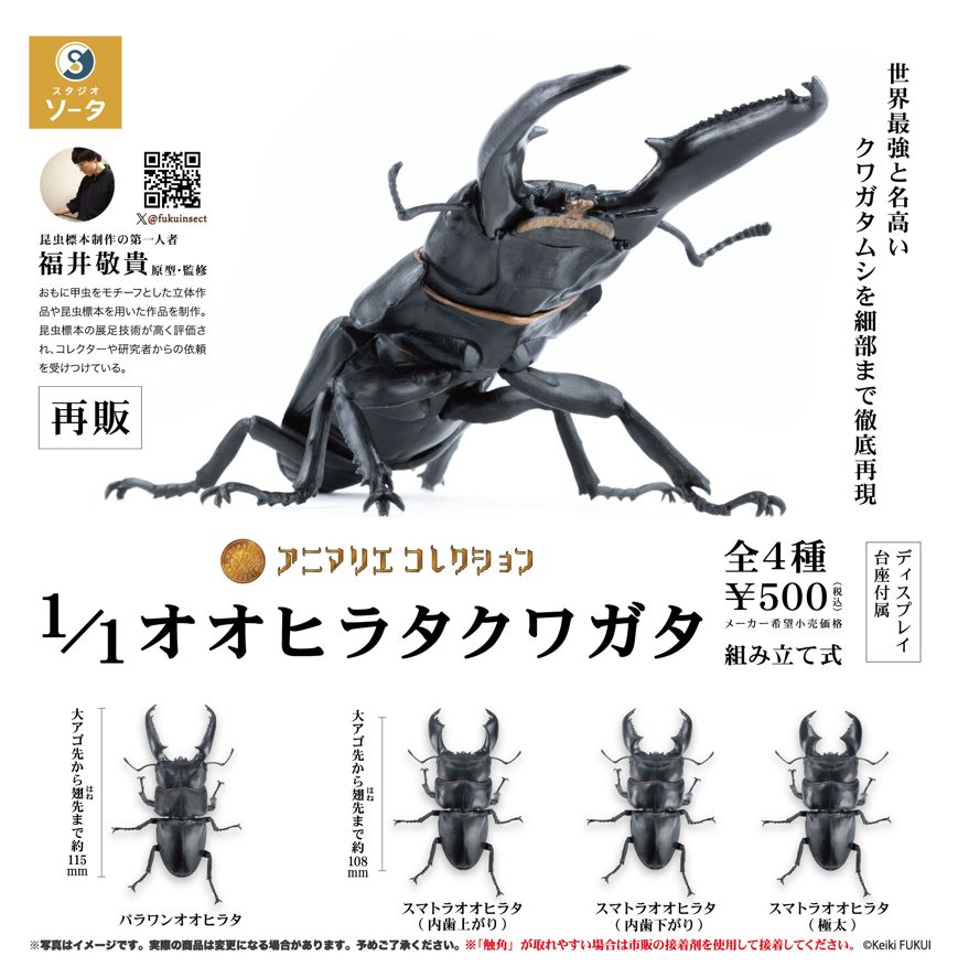 500円カプセル アニマリエコレクション 1/1 オオヒラタクワガタ (Animalier Collection 1/1 Giant Stag Beetle (Capsule))