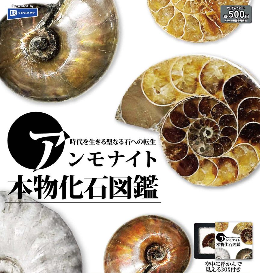 500円カプセル アンモナイト本物化石図鑑 (Ammonite Genuine Fossil Zukan)