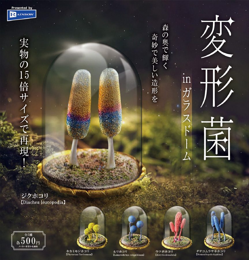 500円カプセル 変形菌 in ガラスドーム (Myxomycetes in Glass Dome)
