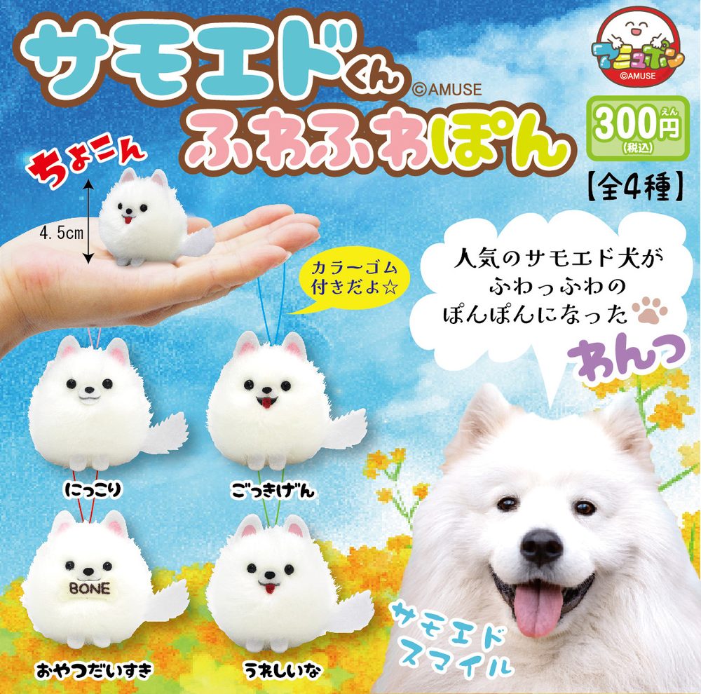300円カプセル サモエドくんふわふわぽん (Samoyed-kun Fuwafuwapon)