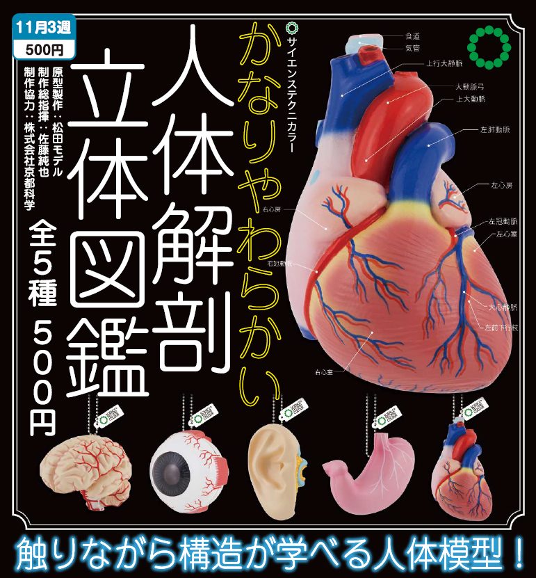 500円カプセル サイエンステクニカラー かなりやわらかい人体解剖立体図鑑 (Science Techni Colour Quite Soft Human Anatomy 3D Picture Book)