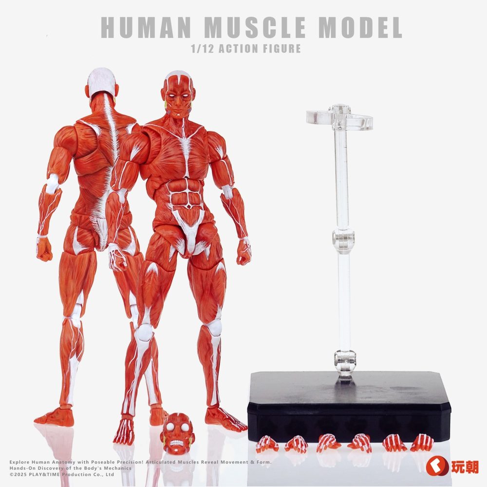 KEEPGOING Studio 人体筋肉模型 1/12スケール可動フィギュア レッド (KEEPGOING STUDIO HUMAN MUSCLE MODEL 1/12 SCALE ACTION FIGURE RED)